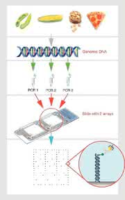 GMO Microarray Kit DualChip: EU-validierter GMO Microarray Kit