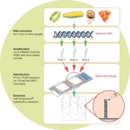 DualChip-GMO-Kit V2.0: GVO-Nachweis in Futter- und Lebensmitteln DualChip-GMO-Kit V2.0: GVO-Nachweis in Futter- und Lebensmitteln