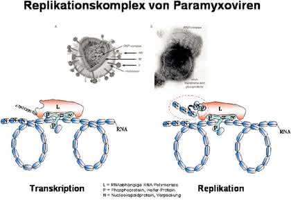 Fachbeitrag: Rekombinantes           Sendai-Virus