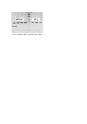 Hi Yield Plasmid Mini-Kit zur DNA-Isolierung: Höhere Erträge bei DNA-Isolierung 