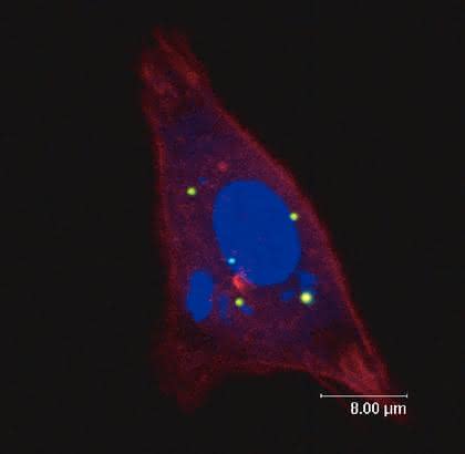 Bio-Cluster und Applikationen: Polymer-Mikrosphären in Impfstoffen Bio-Cluster und Applikationen: Polymer-Mikrosphären in Impfstoffen