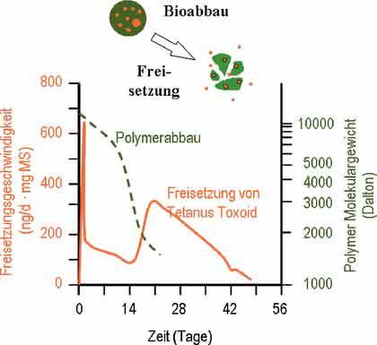 Bio-Cluster und Applikationen: Polymer-Mikrosphären in Impfstoffen