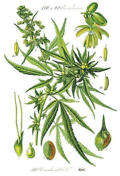 Fachbeitrag: Analytik der  THC-Carbonsäure