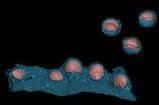 News: Zellaustritt von HIV erstmals dreidimensional dargestellt