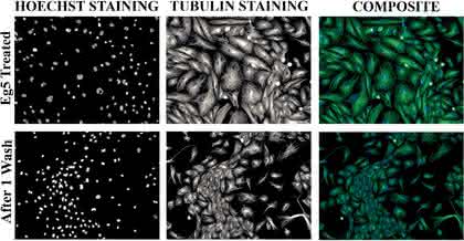 Liquid-Robotics: Effektives  Hochdurchsatz-RNAi-Screening