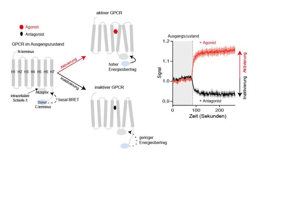 Mit neuartigen Sensoren lässt sich die Aktivierung oder Inaktivierung von GPCRs mit Hochdurchsatzverfahren messen.