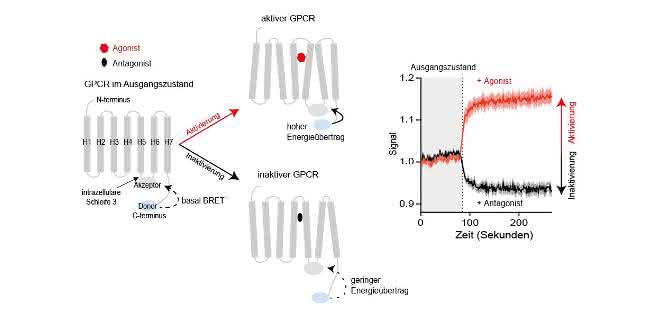 Mit neuartigen Sensoren lässt sich die Aktivierung oder Inaktivierung von GPCRs mit Hochdurchsatzverfahren messen.