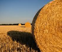 Agrarreststoffe wie Weizen- und anderes Getreidestroh sollen in der Anlage zu Zellulose-Ethanol verarbeitet werden. Strohballen auf einem Feld