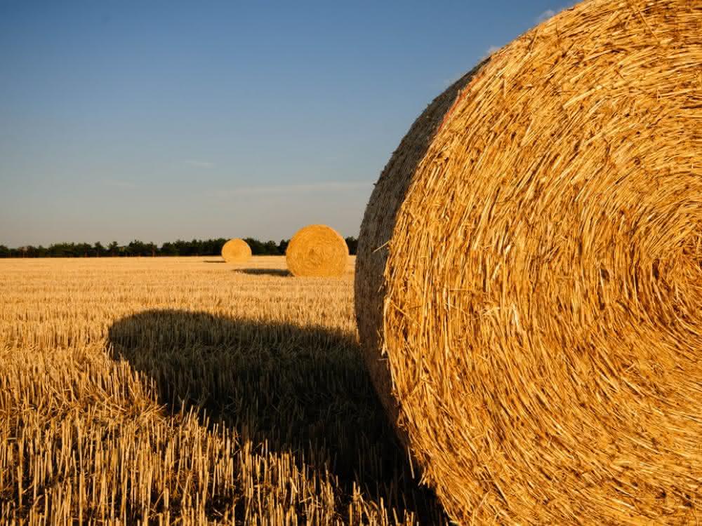 Agrarreststoffe wie Weizen- und anderes Getreidestroh sollen in der Anlage zu Zellulose-Ethanol verarbeitet werden. Strohballen auf einem Feld