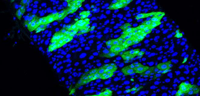 Abschnitt aus dem Darm einer Fruchtfliege: Die Stammzellen sind mit GFP grün markiert.