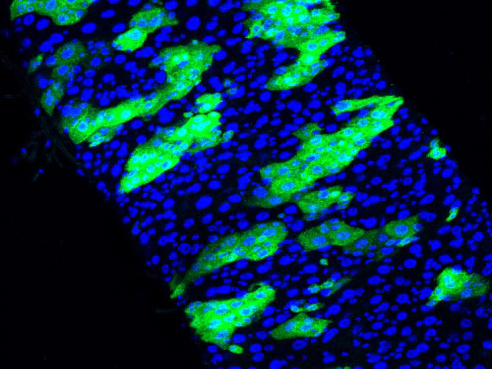 Abschnitt aus dem Darm einer Fruchtfliege: Die Stammzellen sind mit GFP grün markiert.
