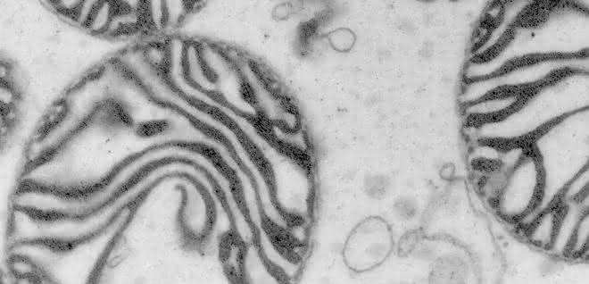 Die Mikroskop-Aufnahme zeigt Mitochondrien, die auch als Kraftwerke der Zellen bekannt sind.