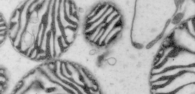 Die Mikroskop-Aufnahme zeigt Mitochondrien, die auch als Kraftwerke der Zellen bekannt sind.