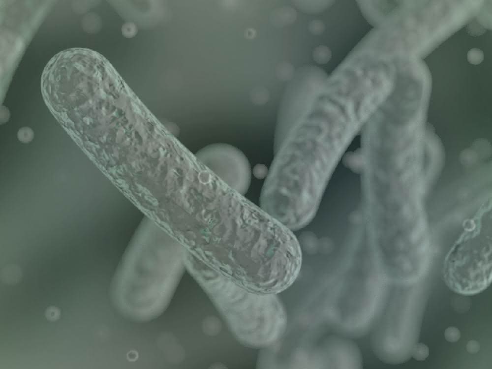 Mikrobielle Zellfabriken in Form von Stäbchenbakterien