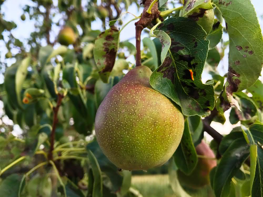 Auch der Nachweis von Pestizidrückständen im Spurenbereich ist Thema beim ersten LABO-Anwenderforum. Birne am Baum