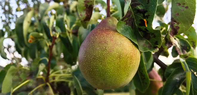 Auch der Nachweis von Pestizidrückständen im Spurenbereich ist Thema beim ersten LABO-Anwenderforum. Birne am Baum