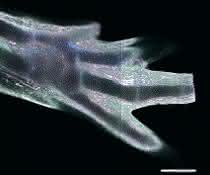 Eine regenerierte Extremität in einem transgenen Axolotl, in der verschiedene Zelltypen unterschiedliche fluoreszierende Proteine exprimieren. Maßstabsbalken: 300 Mikrometer. Eine regenerierte Extremität in einem transgenen Axolotl, in der verschiedene Zelltypen unterschiedliche fluoreszierende Proteine exprimieren. Maßstabsbalken: 300 Mikrometer.