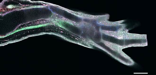 Eine regenerierte Extremität in einem transgenen Axolotl, in der verschiedene Zelltypen unterschiedliche fluoreszierende Proteine exprimieren. Maßstabsbalken: 300 Mikrometer.