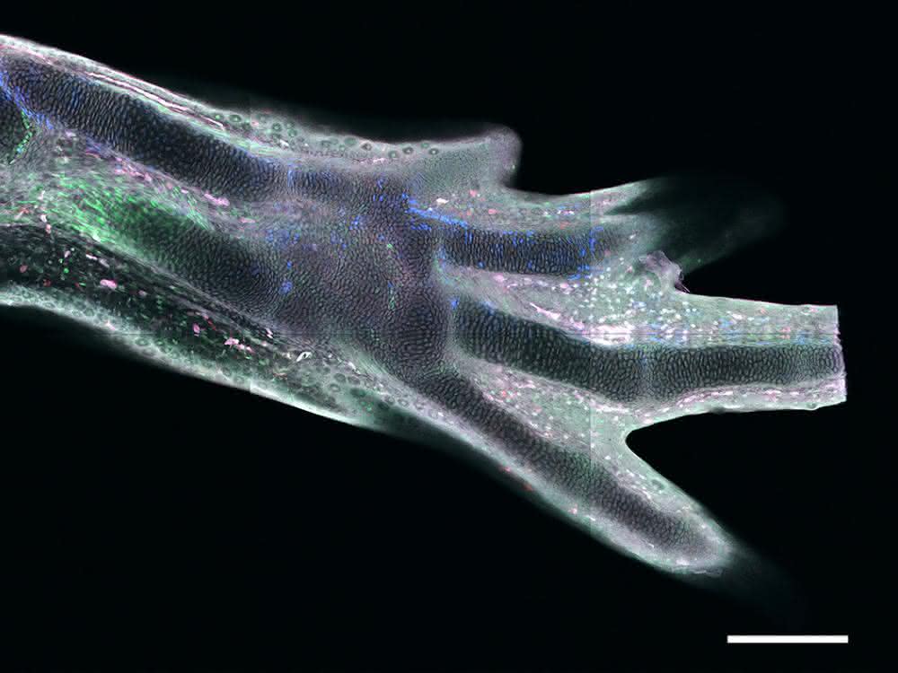 Eine regenerierte Extremität in einem transgenen Axolotl, in der verschiedene Zelltypen unterschiedliche fluoreszierende Proteine exprimieren. Maßstabsbalken: 300 Mikrometer.