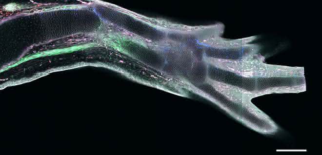 Eine regenerierte Extremität in einem transgenen Axolotl, in der verschiedene Zelltypen unterschiedliche fluoreszierende Proteine exprimieren. Maßstabsbalken: 300 Mikrometer.