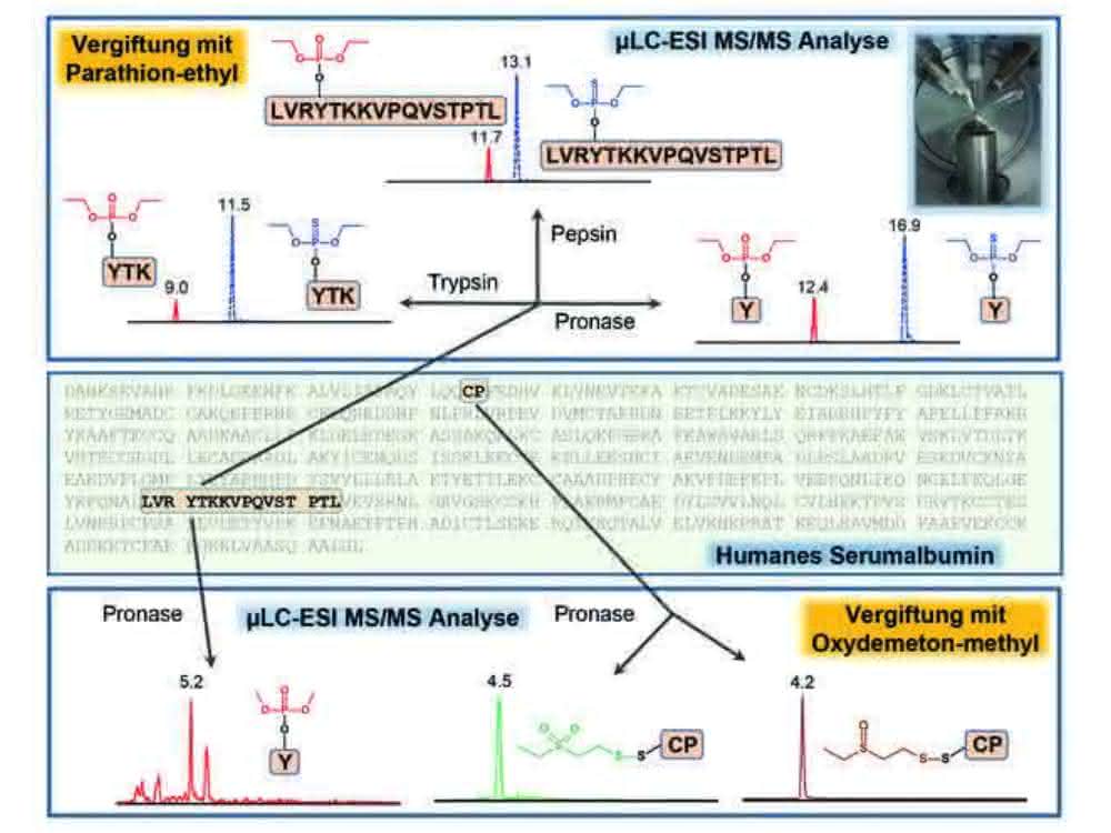 Biomarker aus humanen Serumalbumin-Addukten