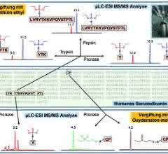 Biomarker aus humanen Serumalbumin-Addukten Biomarker aus humanen Serumalbumin-Addukten