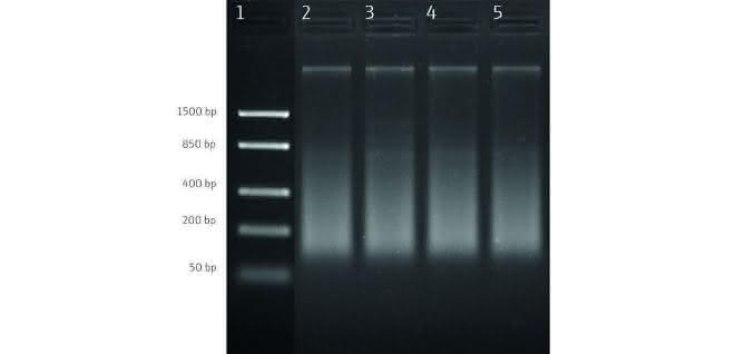 Bild 1: Agarose-Gel-Elektrophorese von extrahierter DNA aus gefrorenen Garnelenproben. Reihe 1: DNA-Leiter; Reihe 2 – 5: Proben 1 – 4.