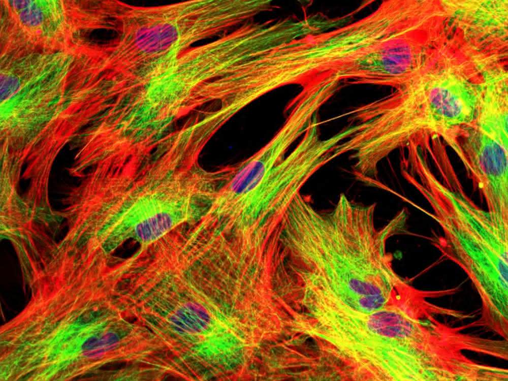 Regenerative Medizin: Xeno-freies Zellkulturmedium für die Forschung  