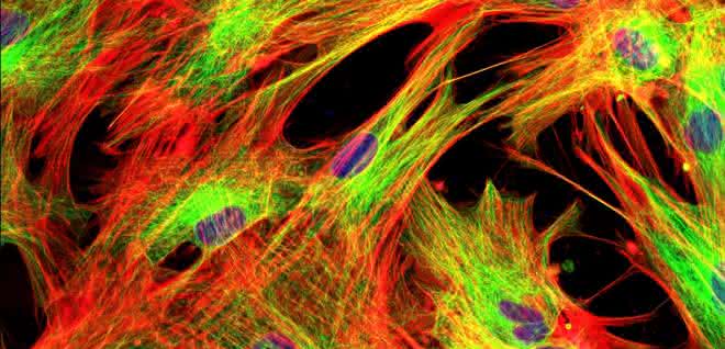 Regenerative Medizin: Xeno-freies Zellkulturmedium für die Forschung  