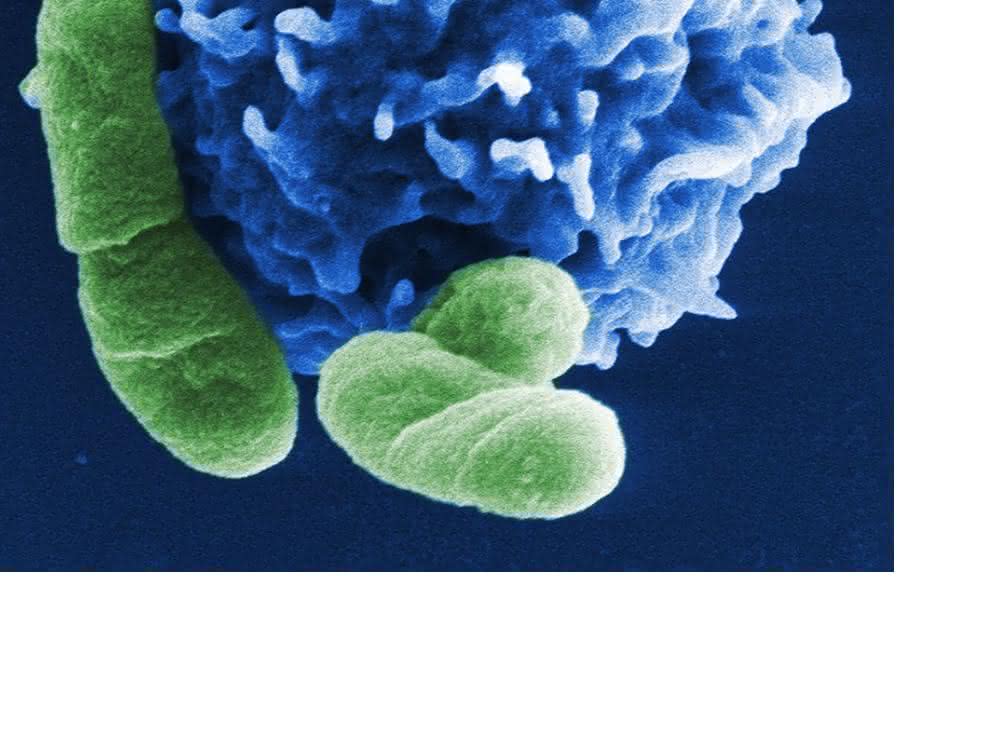 Regulatorische T-Zelle (blau) in Interaktion mit Bakterienzellen.