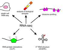 Bild 1: Anwendungen der RNA-Seq-Technologie in der Grundlagen- und klinischen Forschung.