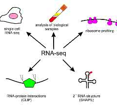 Bild 1: Anwendungen der RNA-Seq-Technologie in der Grundlagen- und klinischen Forschung.