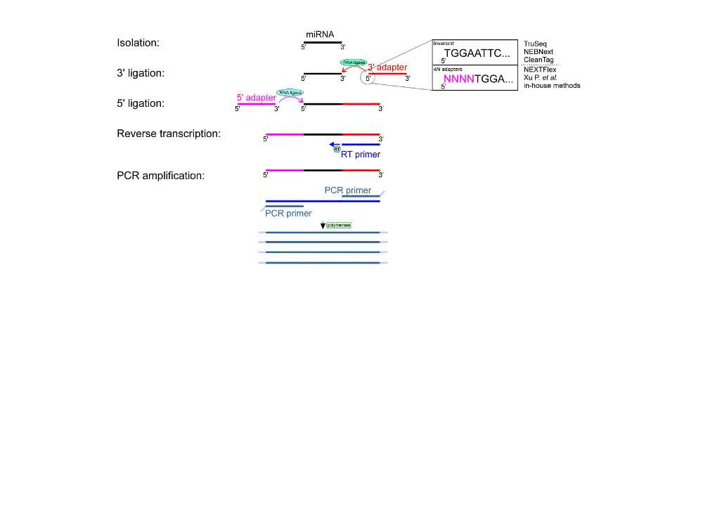 Bild 2: Experimentelle Schritte der kleinen RNA-Seq.