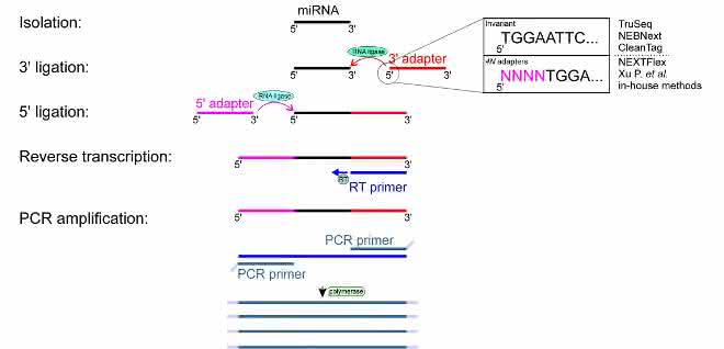 Bild 2: Experimentelle Schritte der kleinen RNA-Seq.