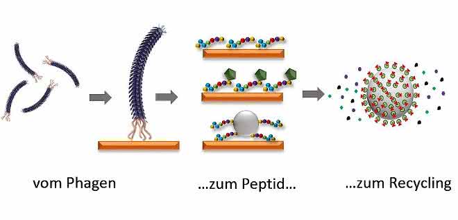 Elektronik-Schrott recyceln: Mit Peptiden Seltene Erden gewinnen