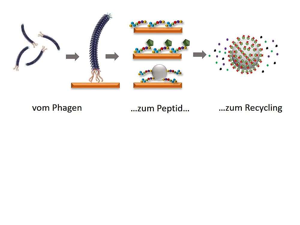 Elektronik-Schrott recyceln: Mit Peptiden Seltene Erden gewinnen