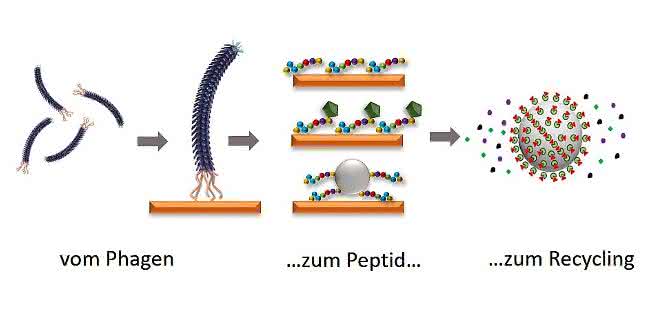 Elektronik-Schrott recyceln: Mit Peptiden Seltene Erden gewinnen