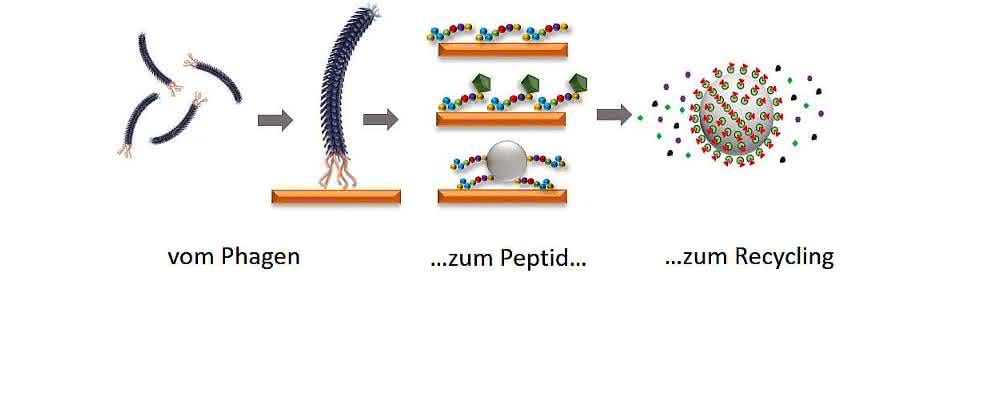 Elektronik-Schrott recyceln: Mit Peptiden Seltene Erden gewinnen
