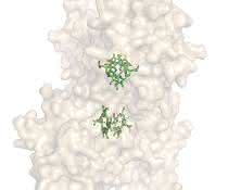 Vier wasserlösliche Chlorophyllproteine (hellbraun) bilden gemeinsam einen Hohlraum und binden darin vier Chlorophylle (grün). Vier wasserlösliche Chlorophyllproteine (hellbraun) bilden gemeinsam einen Hohlraum und binden darin vier Chlorophylle (grün).