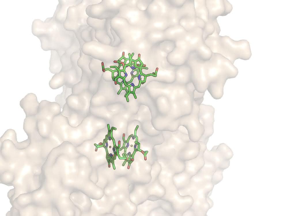 Vier wasserlösliche Chlorophyllproteine (hellbraun) bilden gemeinsam einen Hohlraum und binden darin vier Chlorophylle (grün).
