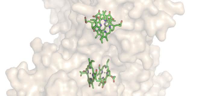 Vier wasserlösliche Chlorophyllproteine (hellbraun) bilden gemeinsam einen Hohlraum und binden darin vier Chlorophylle (grün).