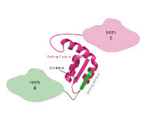 3D-Struktur eines NRPS Docking Domänen-Paares. Die Docking-Domäne von NRPS B (grün) bindet über ein β-Faltblatt an die passende Docking-Domäne von NRPS C (magenta).