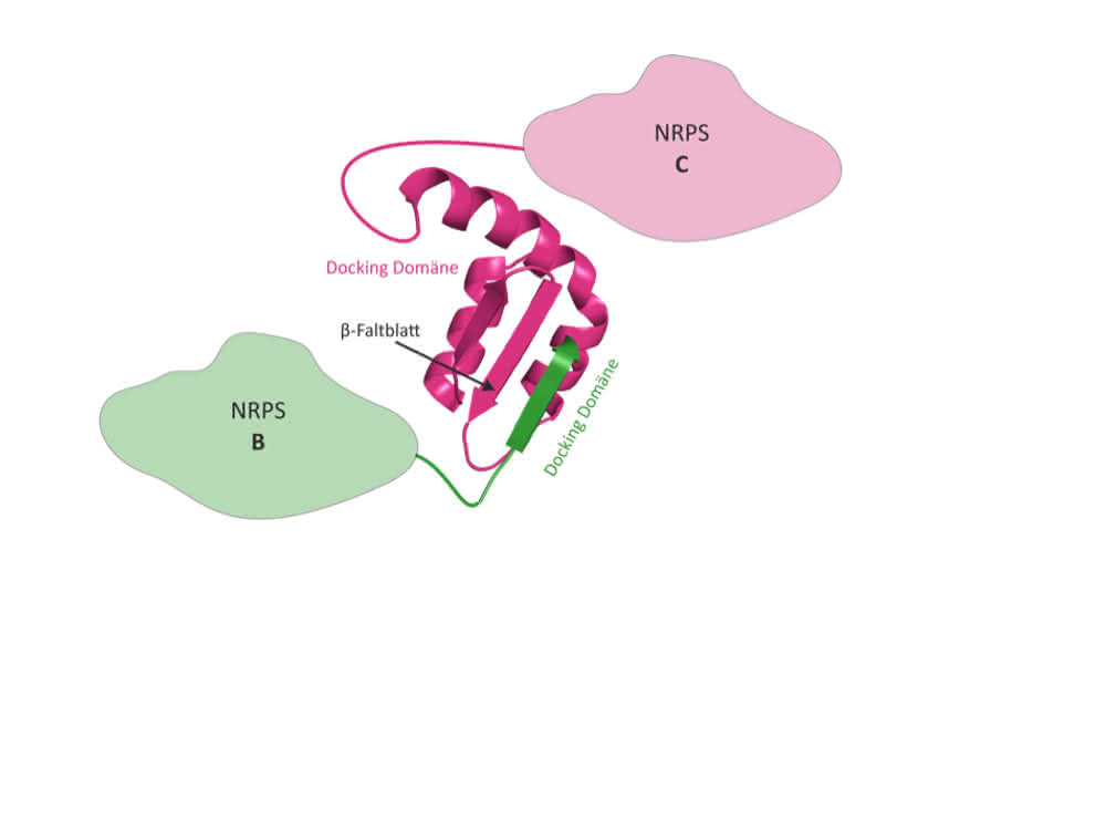 3D-Struktur eines NRPS Docking Domänen-Paares. Die Docking-Domäne von NRPS B (grün) bindet über ein β-Faltblatt an die passende Docking-Domäne von NRPS C (magenta).