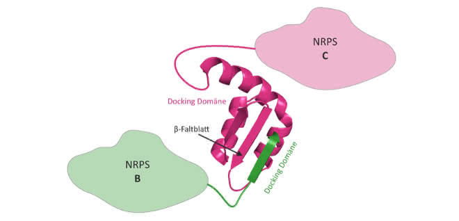 3D-Struktur eines NRPS Docking Domänen-Paares. Die Docking-Domäne von NRPS B (grün) bindet über ein β-Faltblatt an die passende Docking-Domäne von NRPS C (magenta).