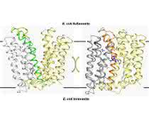 Das Resistenzprotein MdfA sitzt in der Zellmembran von E. coli. Im Zuge der strukturellen Umwandlung der einen Struktur in die andere (und zurück) wird das Antibiotikum aus der Zelle herausgepumpt. Das Resistenzprotein MdfA sitzt in der Zellmembran von E. coli. Im Zuge der strukturellen Umwandlung der einen Struktur in die andere (und zurück) wird das Antibiotikum aus der Zelle herausgepumpt.
