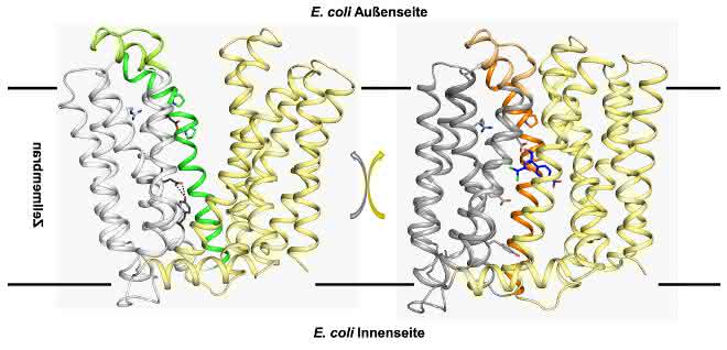 Das Resistenzprotein MdfA sitzt in der Zellmembran von E. coli. Im Zuge der strukturellen Umwandlung der einen Struktur in die andere (und zurück) wird das Antibiotikum aus der Zelle herausgepumpt. Das Resistenzprotein MdfA sitzt in der Zellmembran von E. coli. Im Zuge der strukturellen Umwandlung der einen Struktur in die andere (und zurück) wird das Antibiotikum aus der Zelle herausgepumpt.