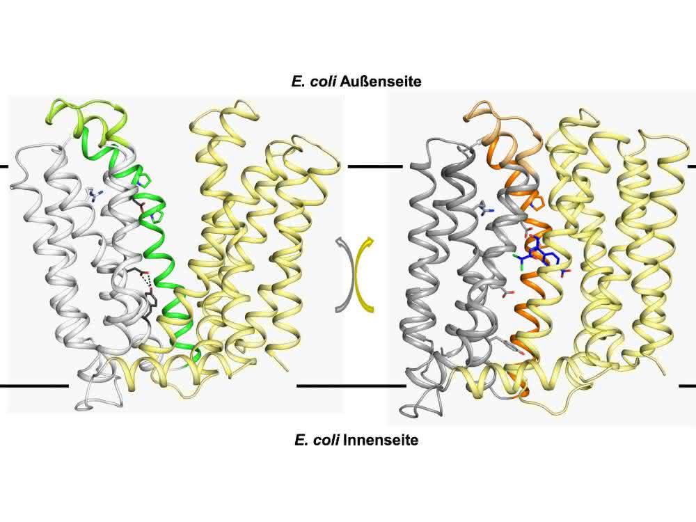 Das Resistenzprotein MdfA sitzt in der Zellmembran von E. coli. Im Zuge der strukturellen Umwandlung der einen Struktur in die andere (und zurück) wird das Antibiotikum aus der Zelle herausgepumpt.