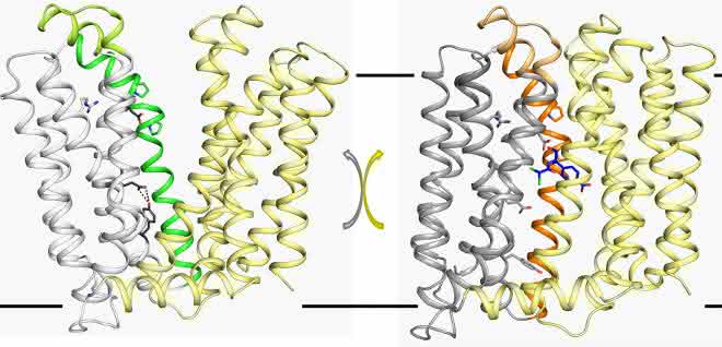 Das Resistenzprotein MdfA sitzt in der Zellmembran von E. coli. Im Zuge der strukturellen Umwandlung der einen Struktur in die andere (und zurück) wird das Antibiotikum aus der Zelle herausgepumpt. Das Resistenzprotein MdfA sitzt in der Zellmembran von E. coli. Im Zuge der strukturellen Umwandlung der einen Struktur in die andere (und zurück) wird das Antibiotikum aus der Zelle herausgepumpt.