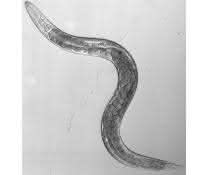 Fadenwurm C. elegans.