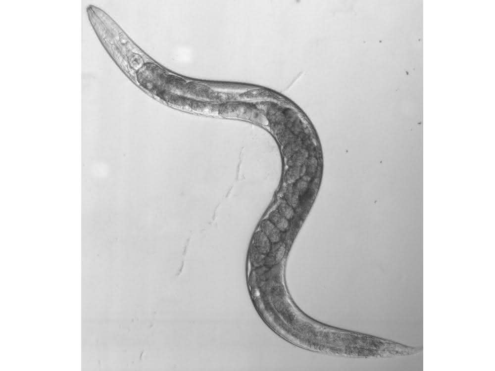 Fadenwurm C. elegans.